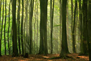 The Last Forest