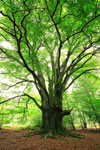 The Last Forest