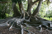 The Last Forest