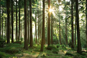 The Last Forest